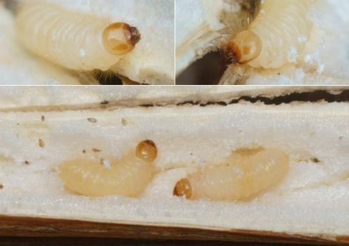 Lasioderma sp.